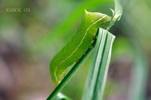Amphipyra berbera larva (4)